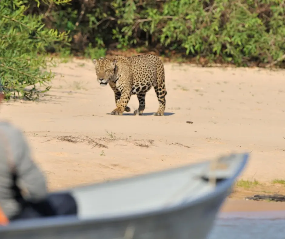 You are currently viewing Sri Lanka’s Wildlife Wonders: Why Wilpattu National Park Should Be on Your Bucket List