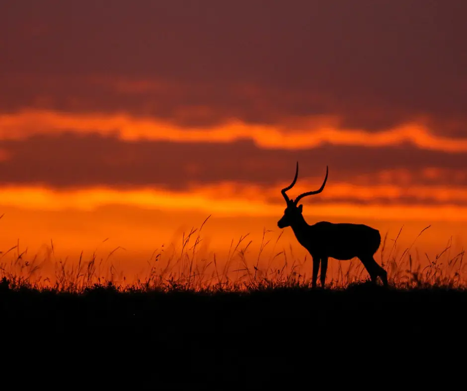 Masai Mara Tours, kenya african safari