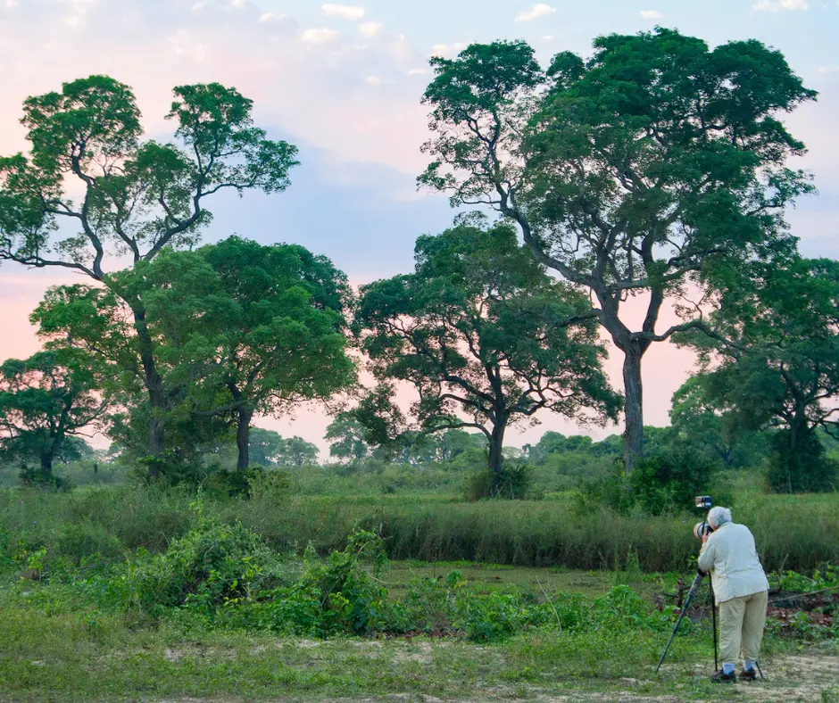 India Tiger Safari