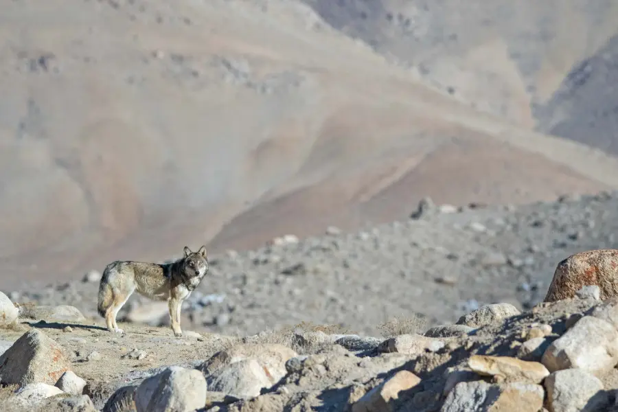 Wilderness Expedition of the Himalayas