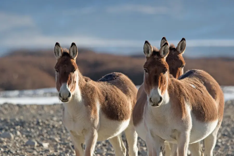 Ladakh wildlife tours