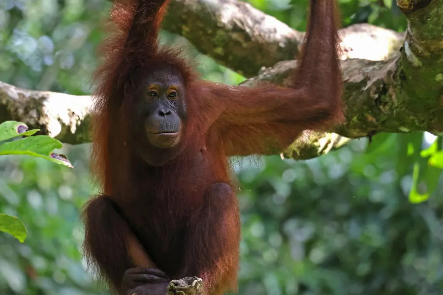 borneo small group tours