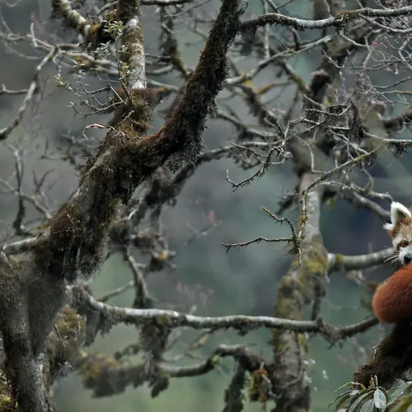 The Best Time of Year for a Red Panda Expedition in India and Nepal