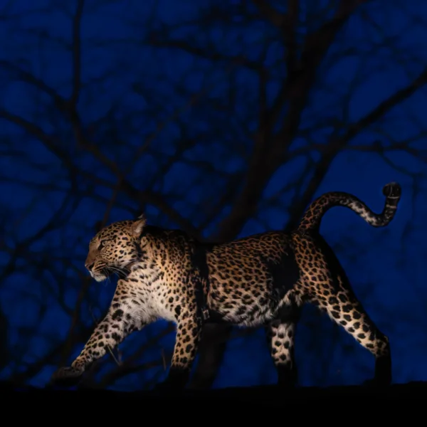 Jawai – 2025