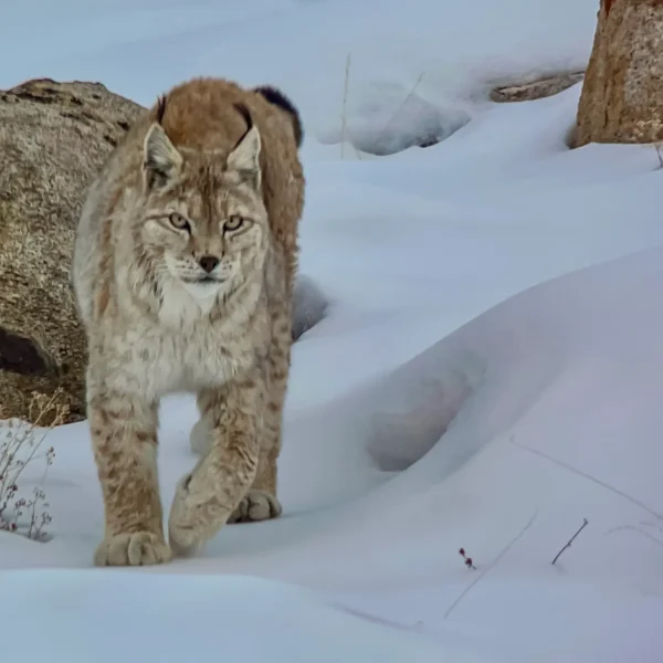 Lynx Tour Expedition – 2026