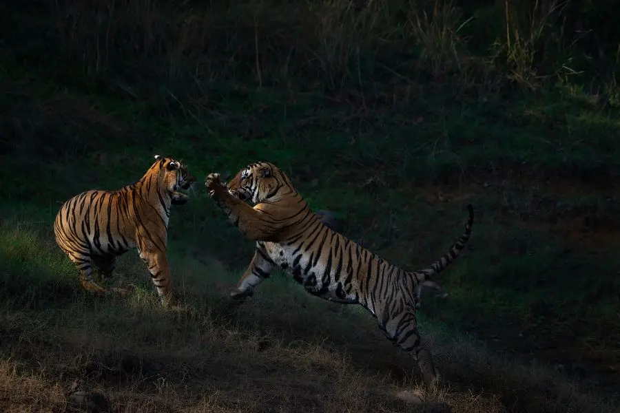 India Wildlife Safari, India Tiger Safari