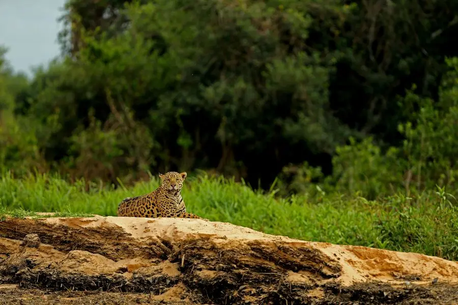 You are currently viewing Top 5 Animals You’ll See on a Pantanal Safari