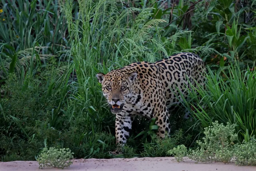 Pantanal Safaris
