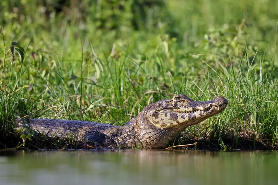 Pantanal Safaris