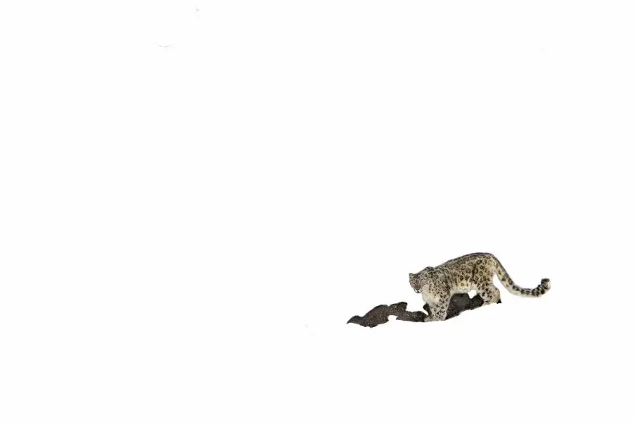 Snow Leopard Expedition