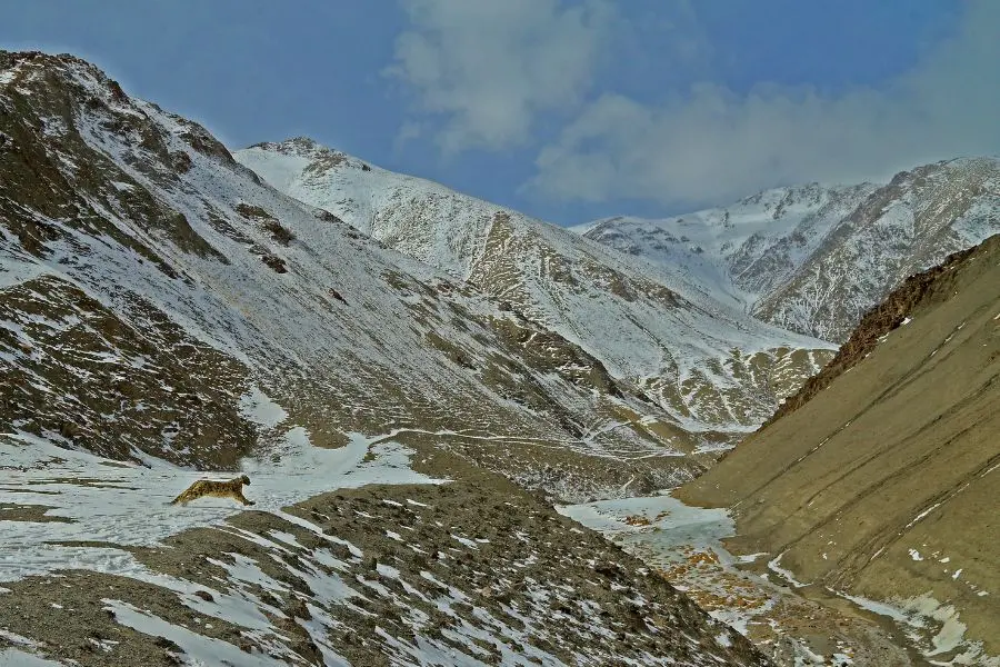 Snow Leopard Expedition