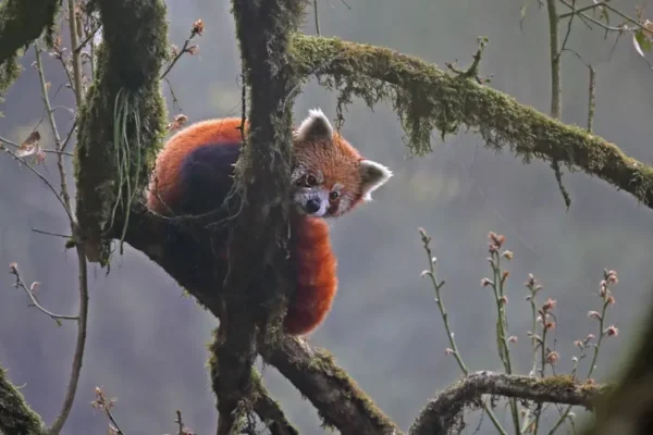 Red Panda Expedition: A Rare Wildlife Encounter in the Eastern Himalayas