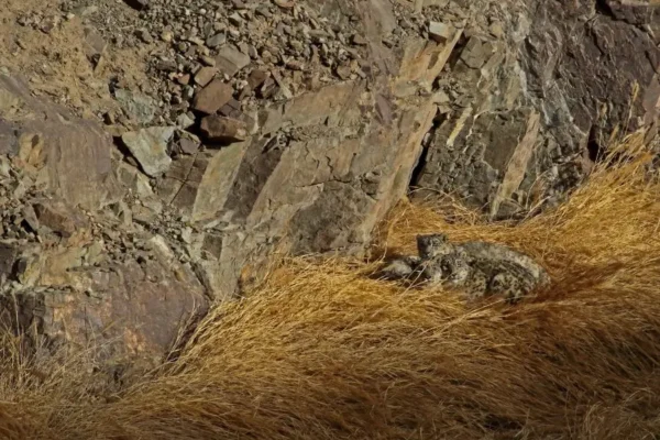 Spiti or Ladakh? Choosing the Perfect Region for Your Snow Leopard Expedition