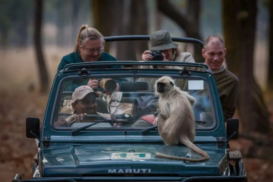 India Wildlife Safari, India Tiger Safari