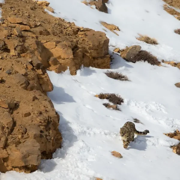 Into the Land of the Snow Leopard: What to Expect on an Expedition