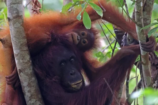 Borneo Night Safaris: What Happens When the Sun Goes Down