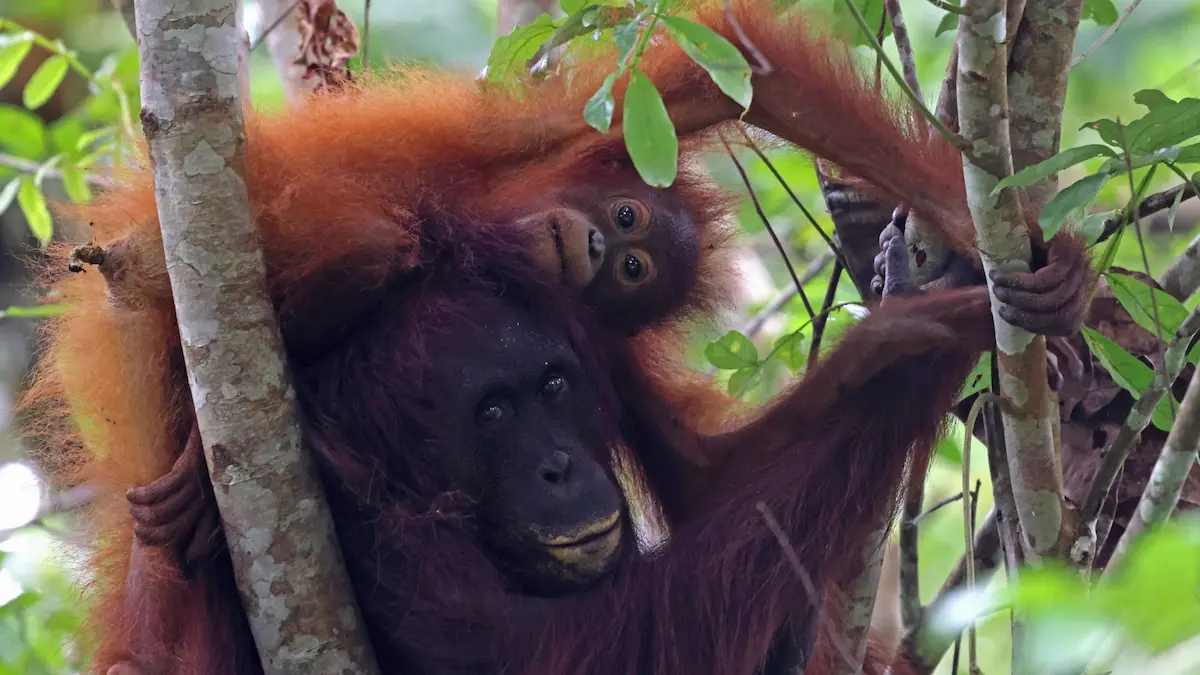 You are currently viewing Borneo Night Safaris: What Happens When the Sun Goes Down