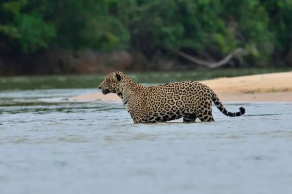 Pantanal Safaris: The Best Way to See Jaguars in the Wild