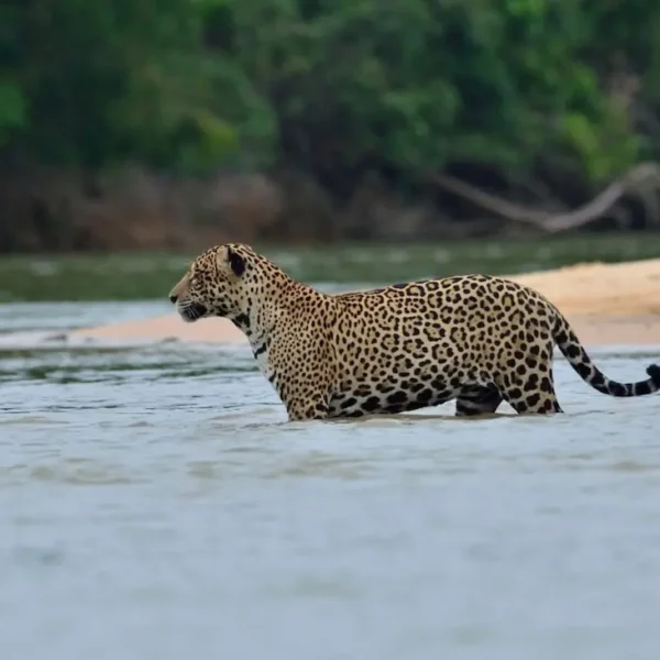 Pantanal Safaris: The Best Way to See Jaguars in the Wild