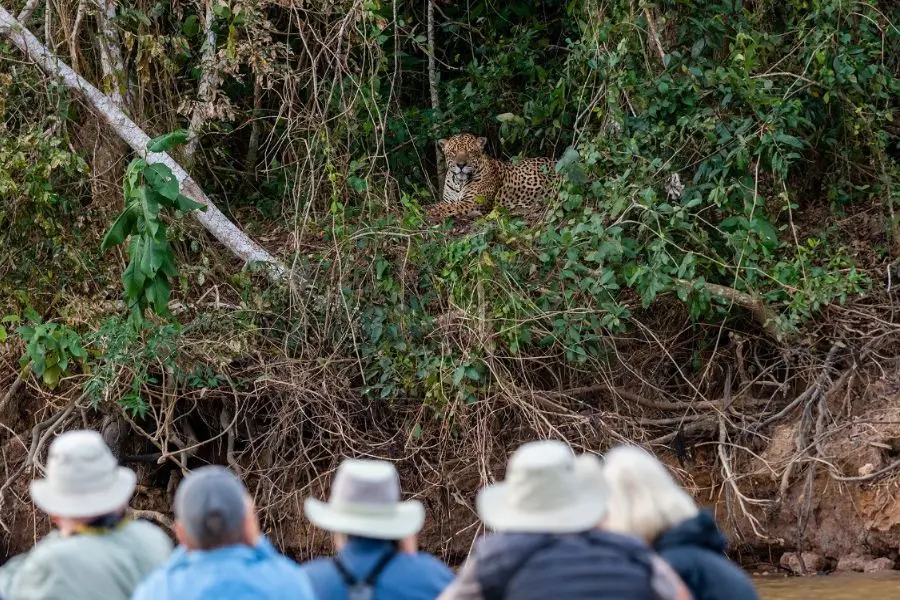 Pantanal Safari
