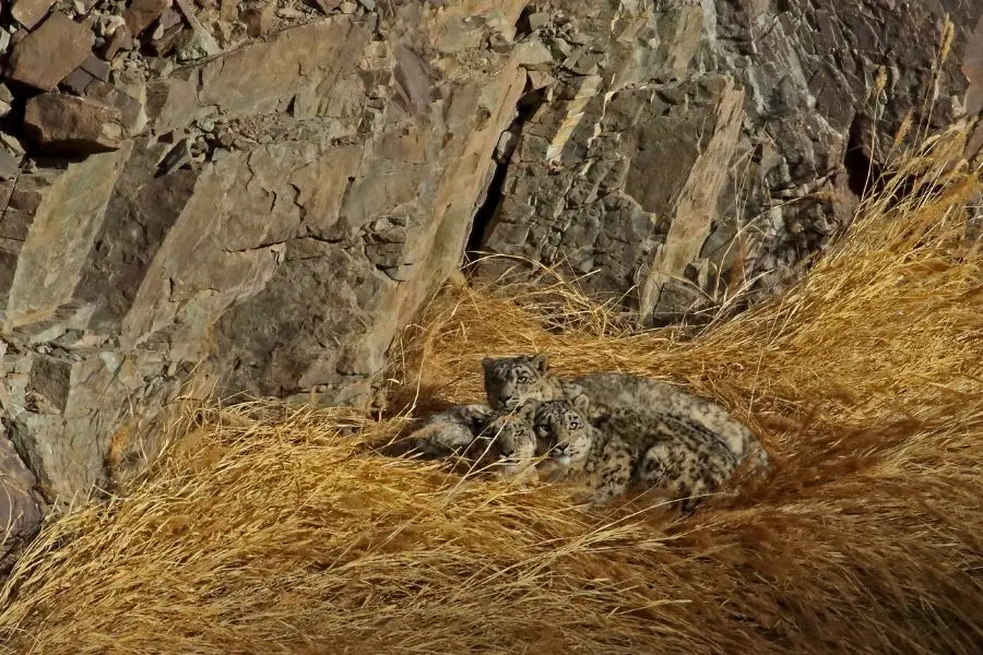Snow Leopard Expedition