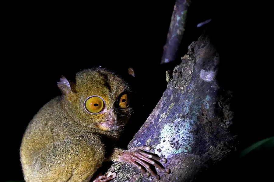 Borneo Safaris