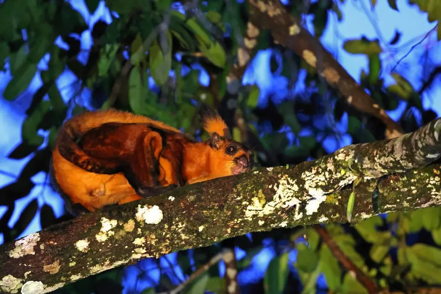 Borneo Safaris