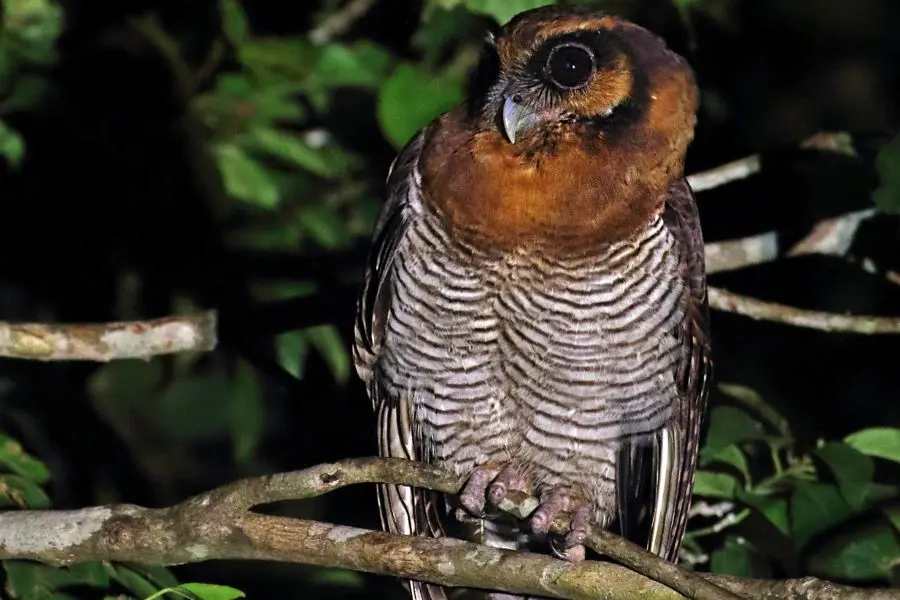 Borneo Safaris