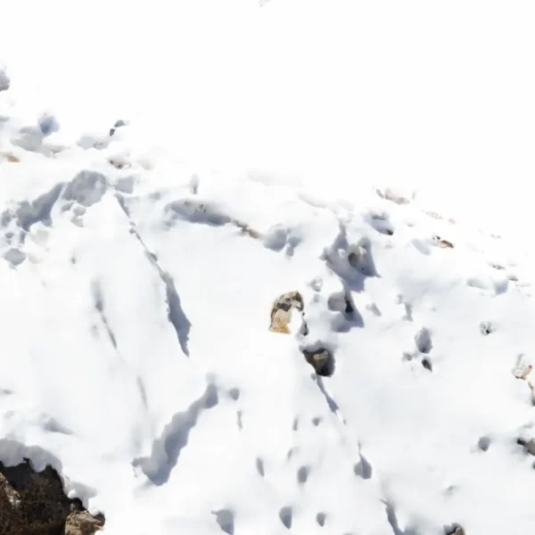 Following the Ghost Cat: Tracking Snow Leopards with Experts