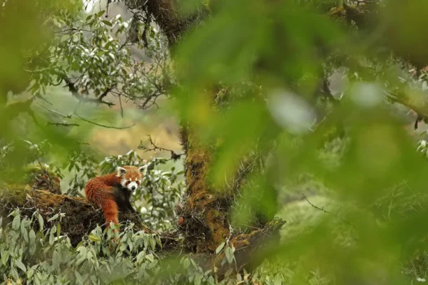 Top Tips to Spot a Red Panda in the Wild on Your Next Expedition