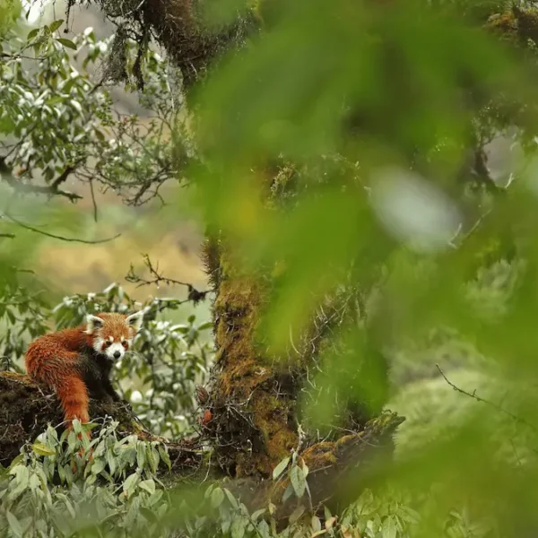Top Tips to Spot a Red Panda in the Wild on Your Next Expedition