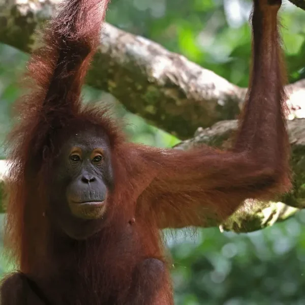 Encountering Orangutans in the Wild: A Guide to Borneo Safaris