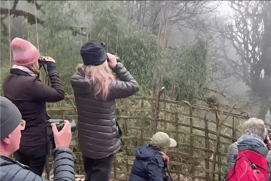 Red Panda Expedition