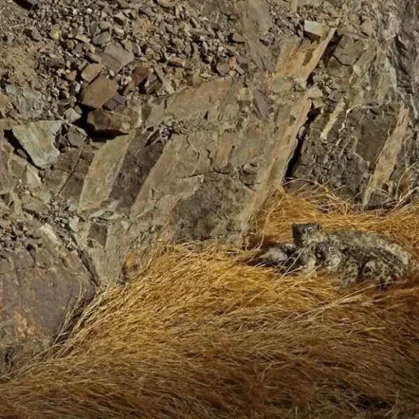 Snow Leopard Ladakh – 2026