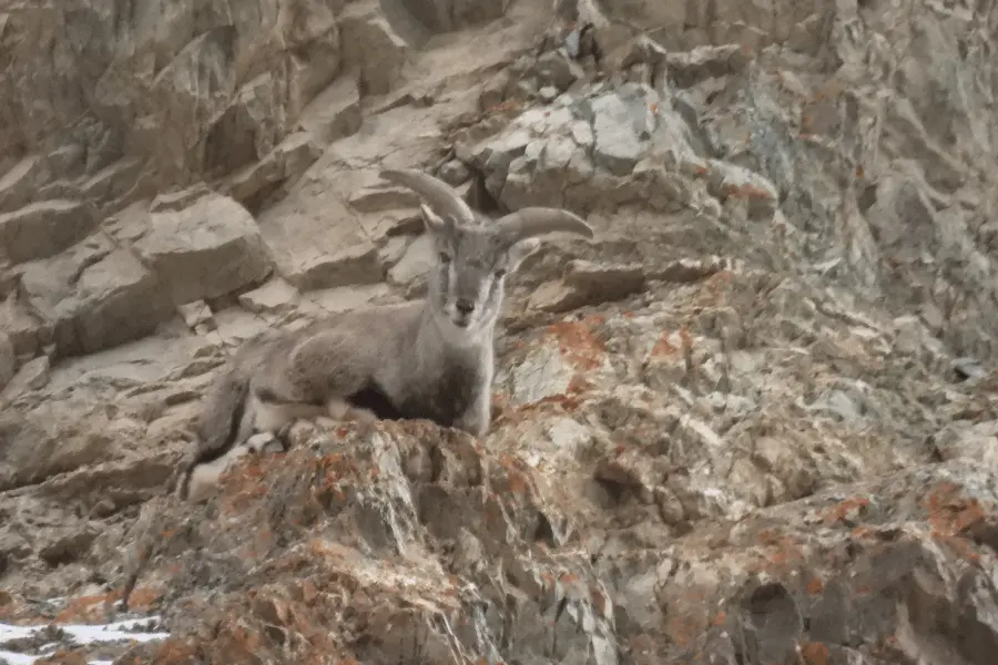 Snow Leopard Expedition