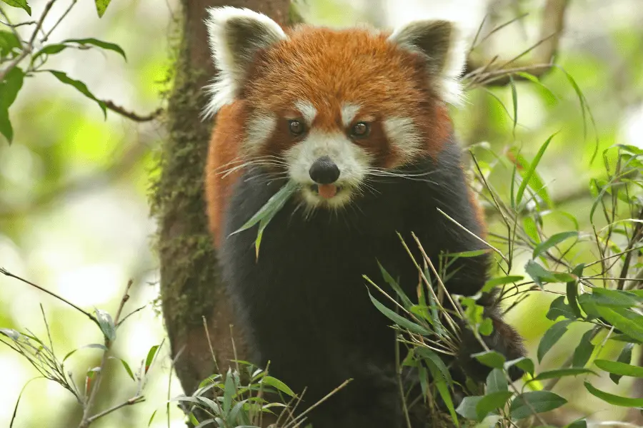 Red Panda Expedition