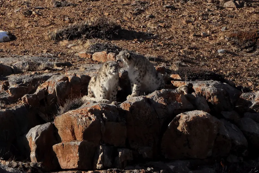 Snow Leopard Expedition