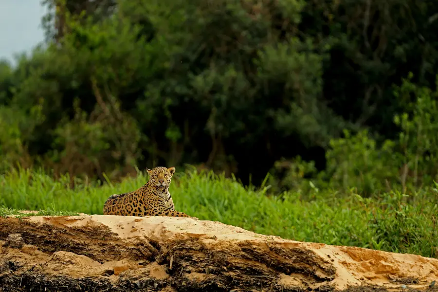 pantanal Wildlife Safari, Brazil Safari