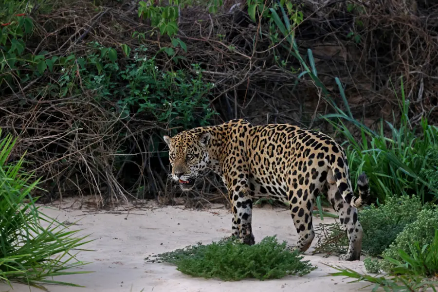 pantanal Wildlife Safari, Brazil Safari
