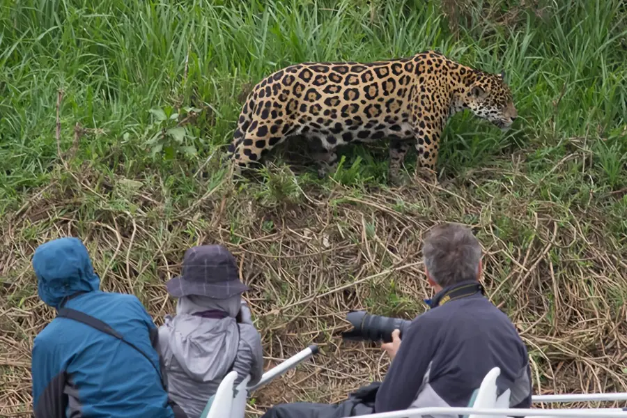 pantanal Wildlife Safari, Brazil Safari