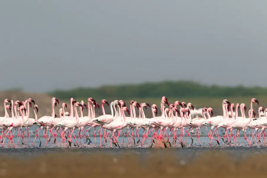 kanha expedition
