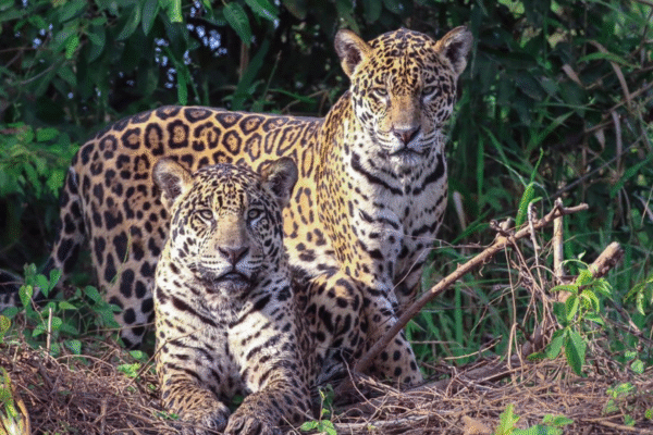 The Best Time to See Jaguars in the Pantanal: A Seasonal Wildlife Guide