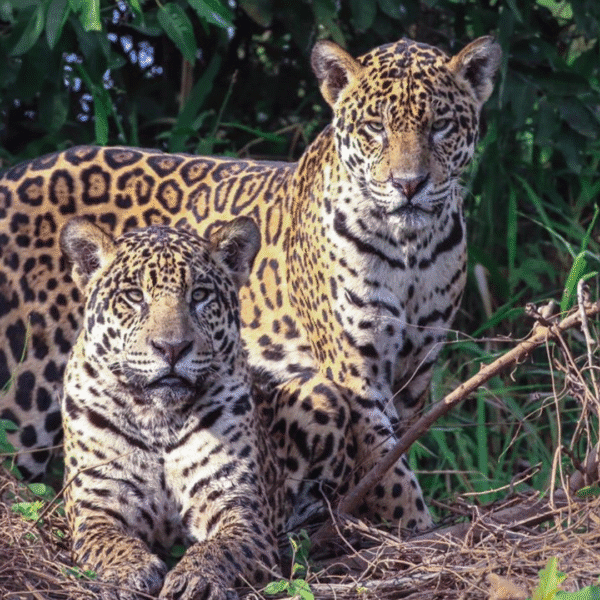 The Best Time to See Jaguars in the Pantanal: A Seasonal Wildlife Guide