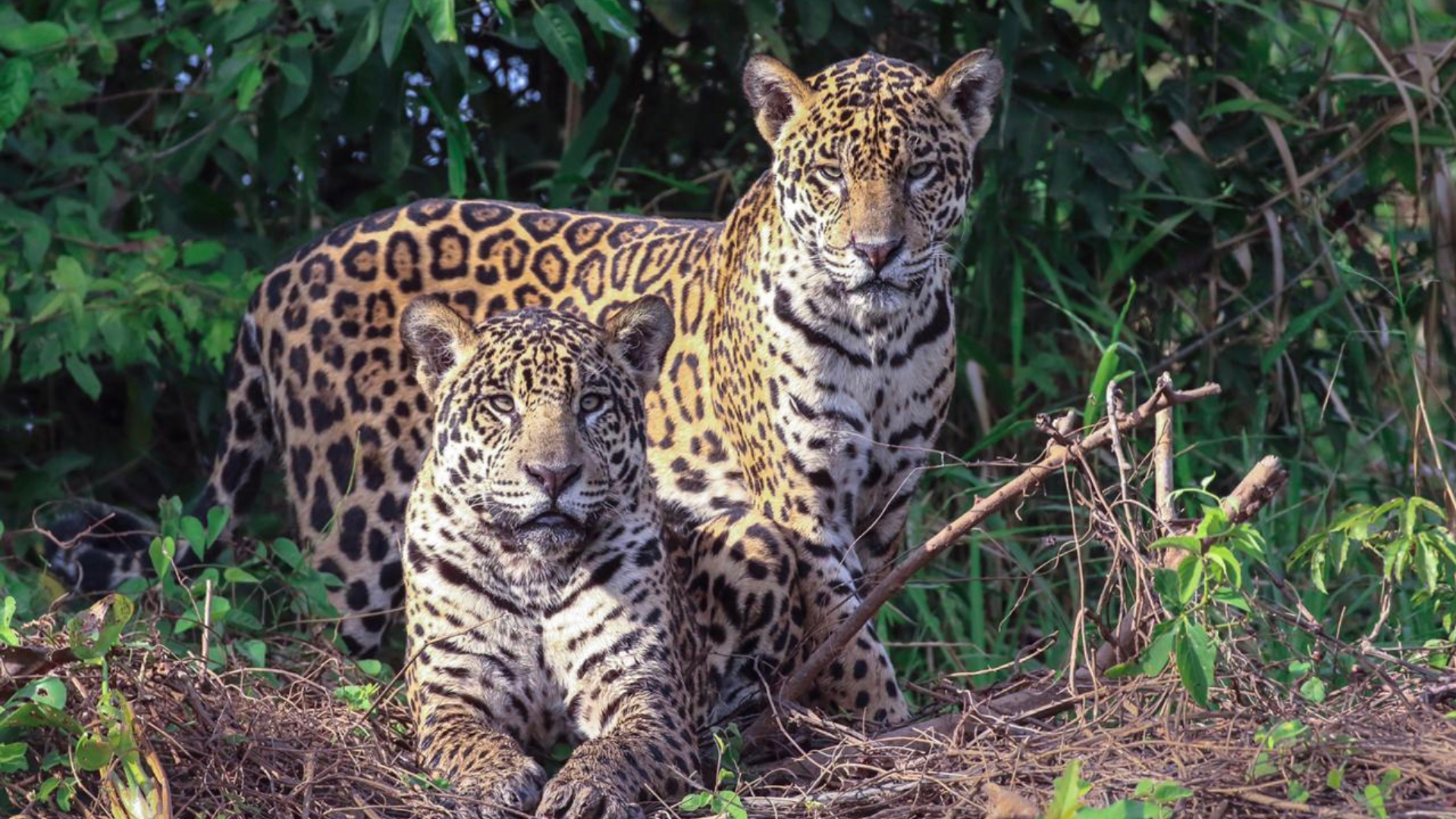 You are currently viewing The Best Time to See Jaguars in the Pantanal: A Seasonal Wildlife Guide