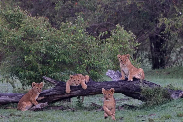 Exploring India’s Central Forests: A Journey Through Kanha and Beyond