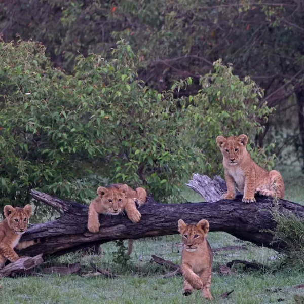 Exploring India’s Central Forests: A Journey Through Kanha and Beyond
