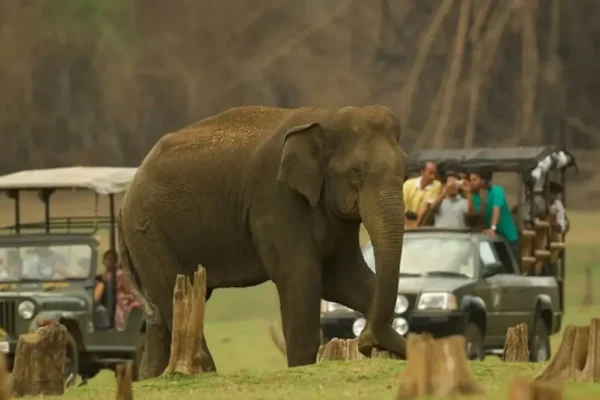 How to Watch Wildlife Without Disturbing It