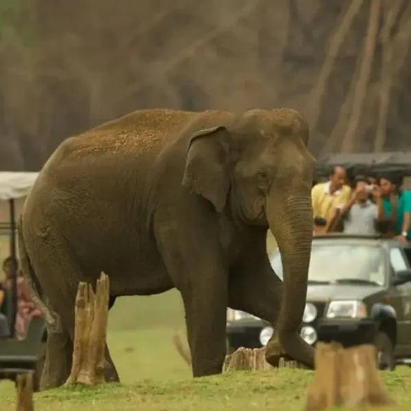 How to Watch Wildlife Without Disturbing It