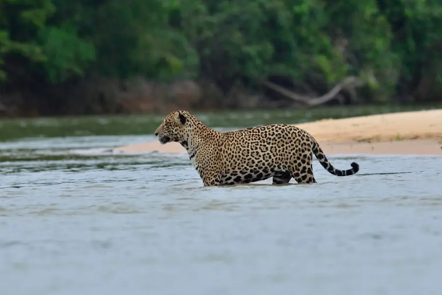 pantanal Wildlife Safari, Brazil Safari