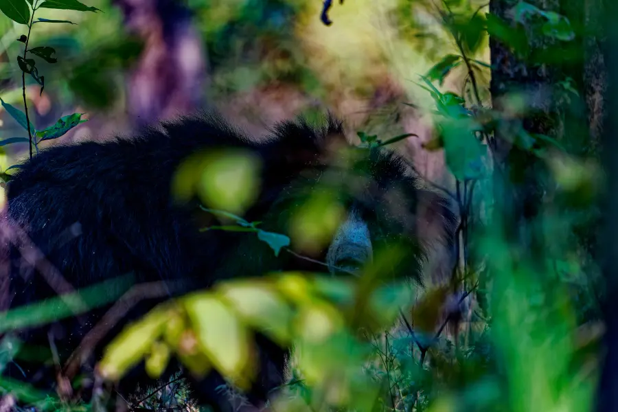 wildlife tours india, best safaris in india